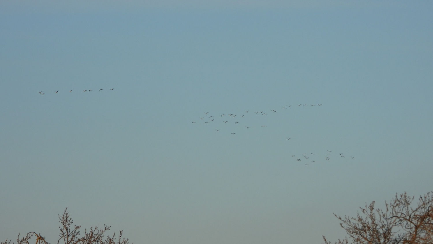 El vuelo de la gaviota sombría (gavià fosc).