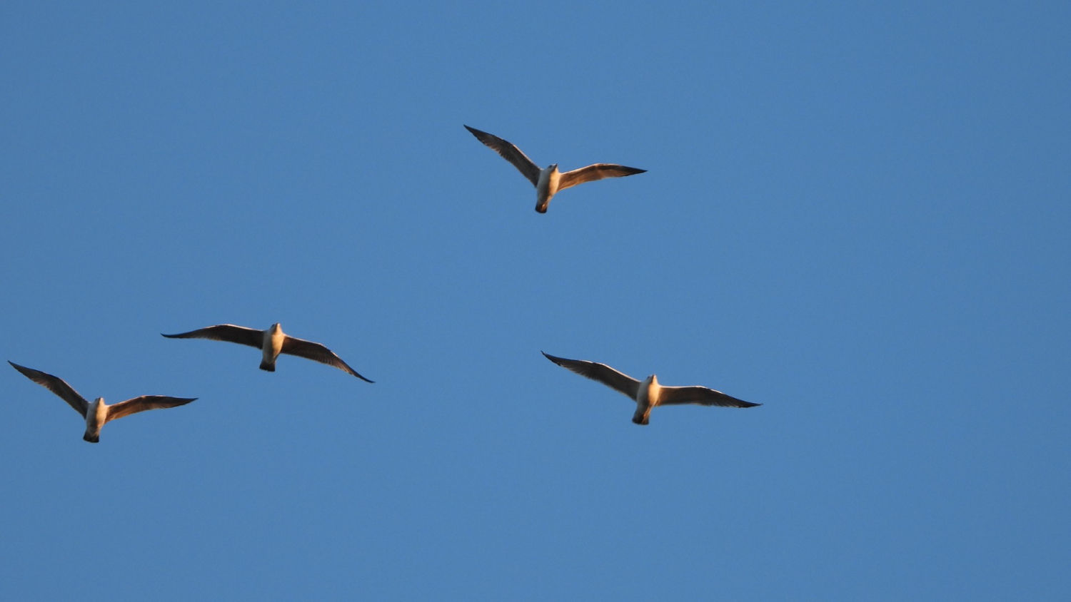 Grupo de gaviotas sombrías en el cielo del Urgell.