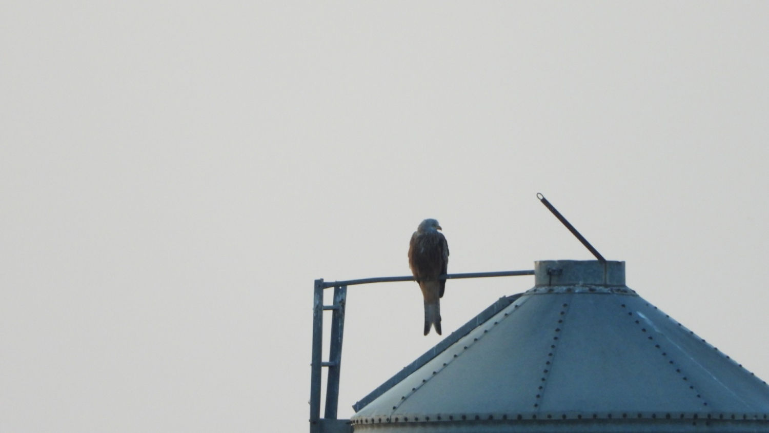 Milano real en Altet.