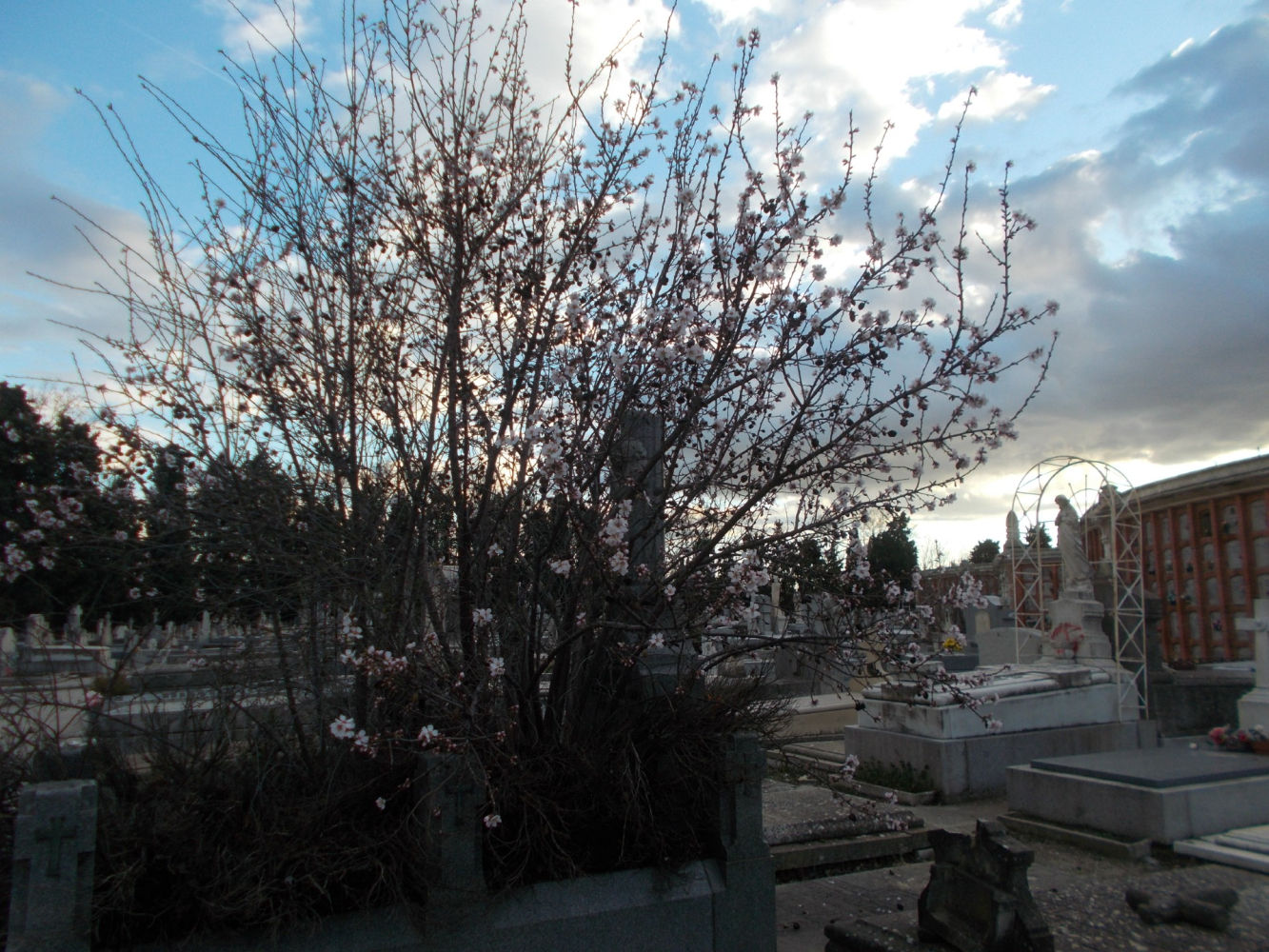 Detalle de los almendros en flor de la Almudena.