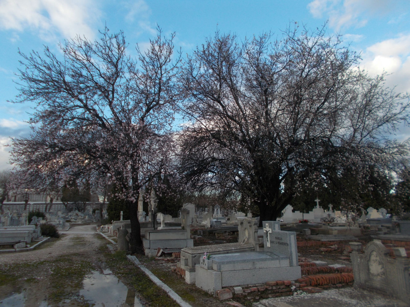 Zona de almendros floridos en la Almudena.