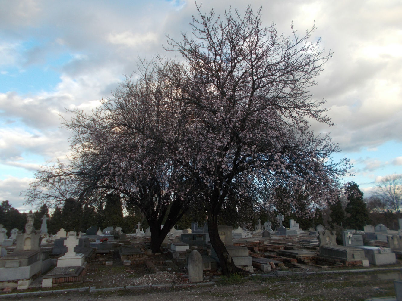 Almendro en flor en la Almudena.
