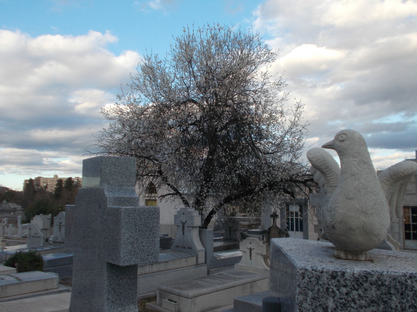 Almendro florido entre varias tumbas de la Almudena.