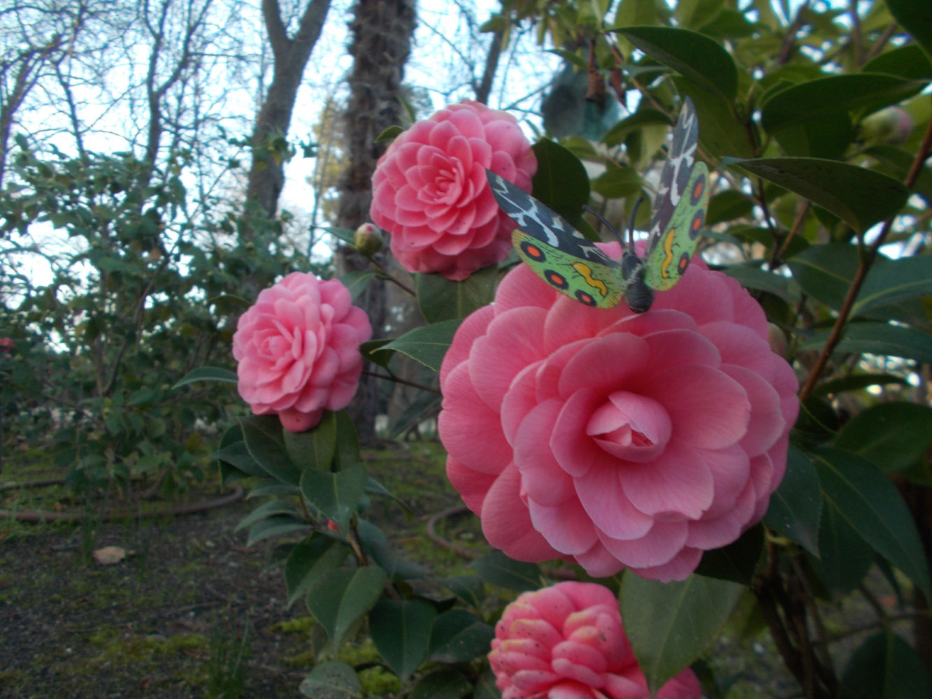 Mariposa posada en la flor.