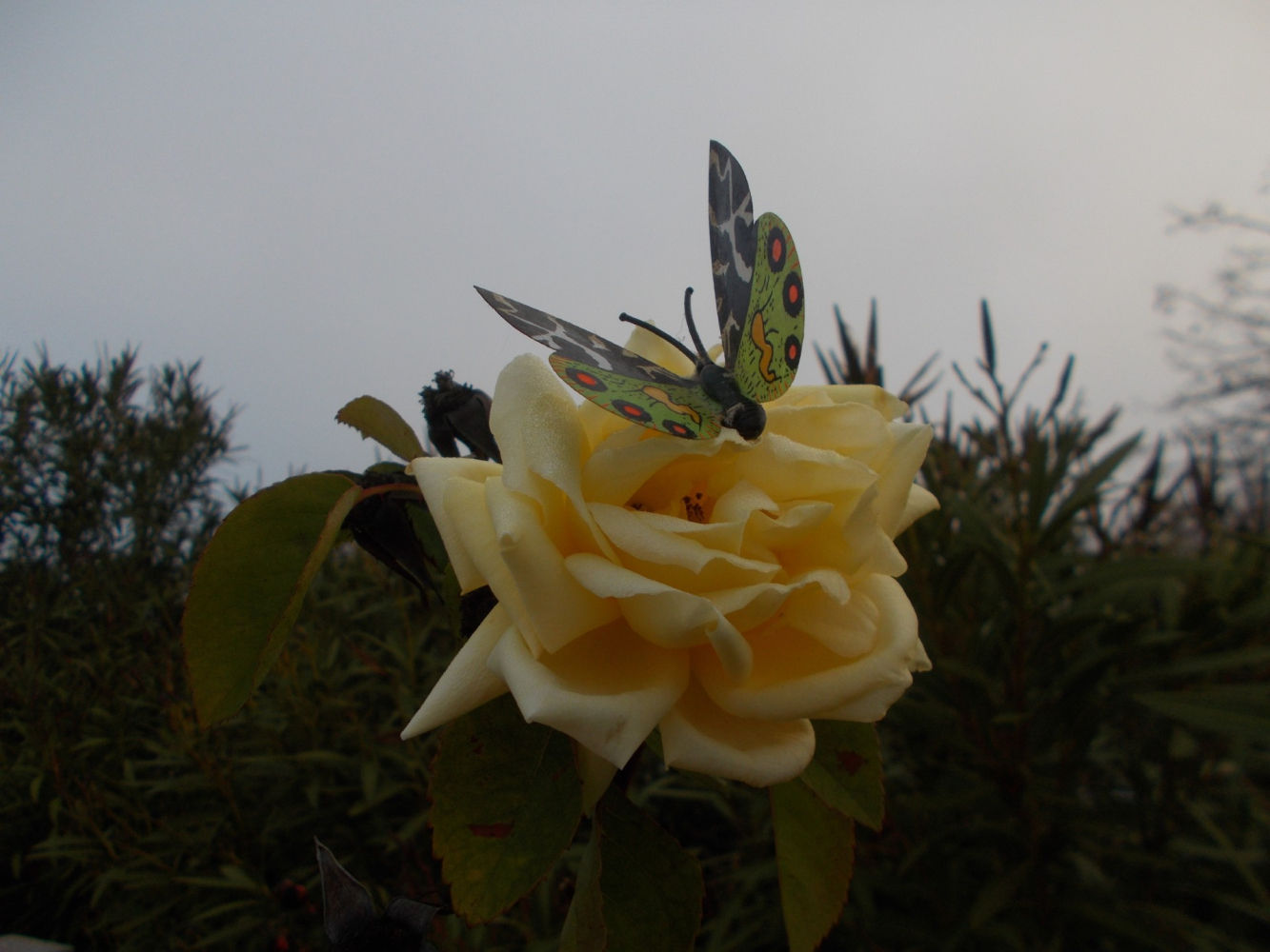 La mariposa de El Retiro.