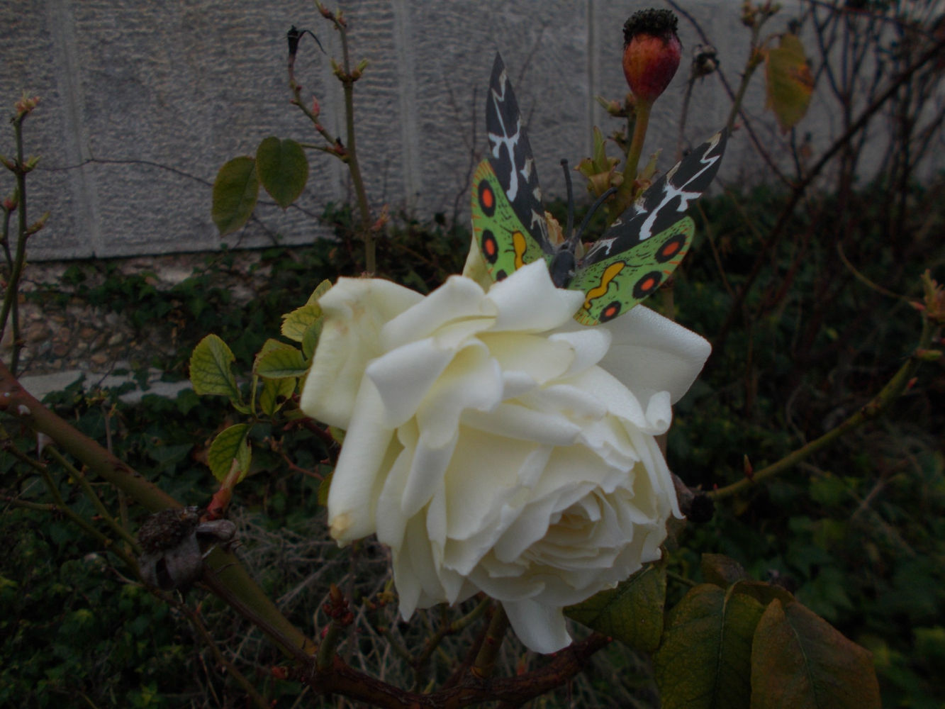 La mariposa se posa en la flor blanca.