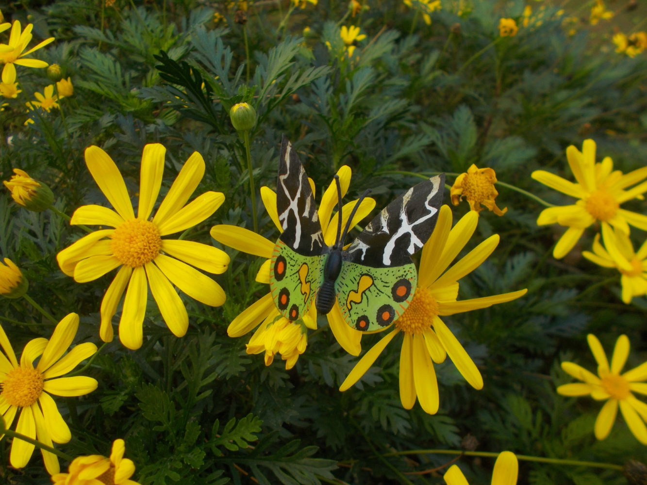 La mariposa se une a las flores.
