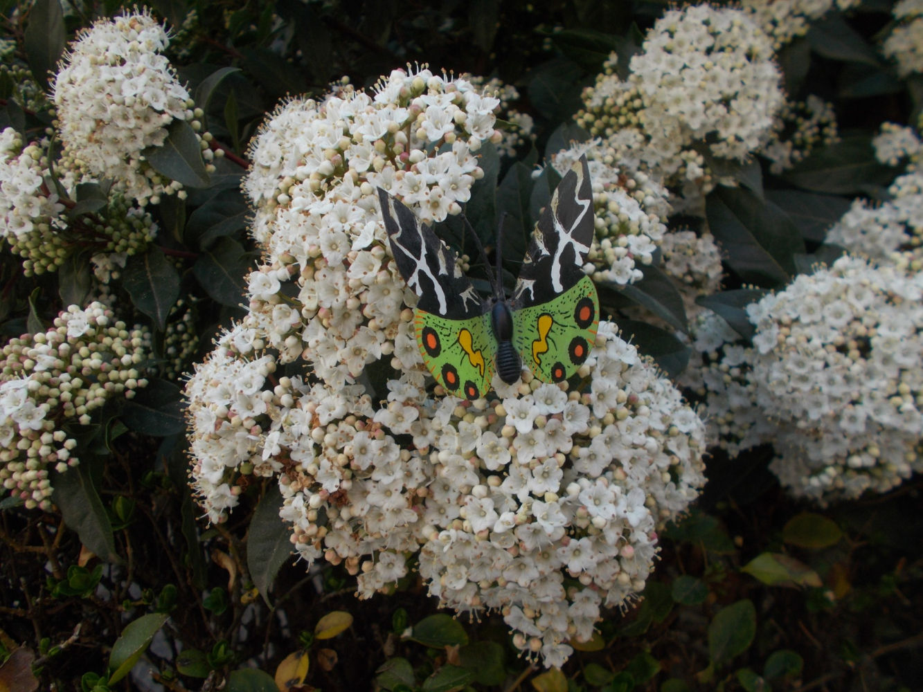 La mariposa luce sus alas y colores entre las flores.