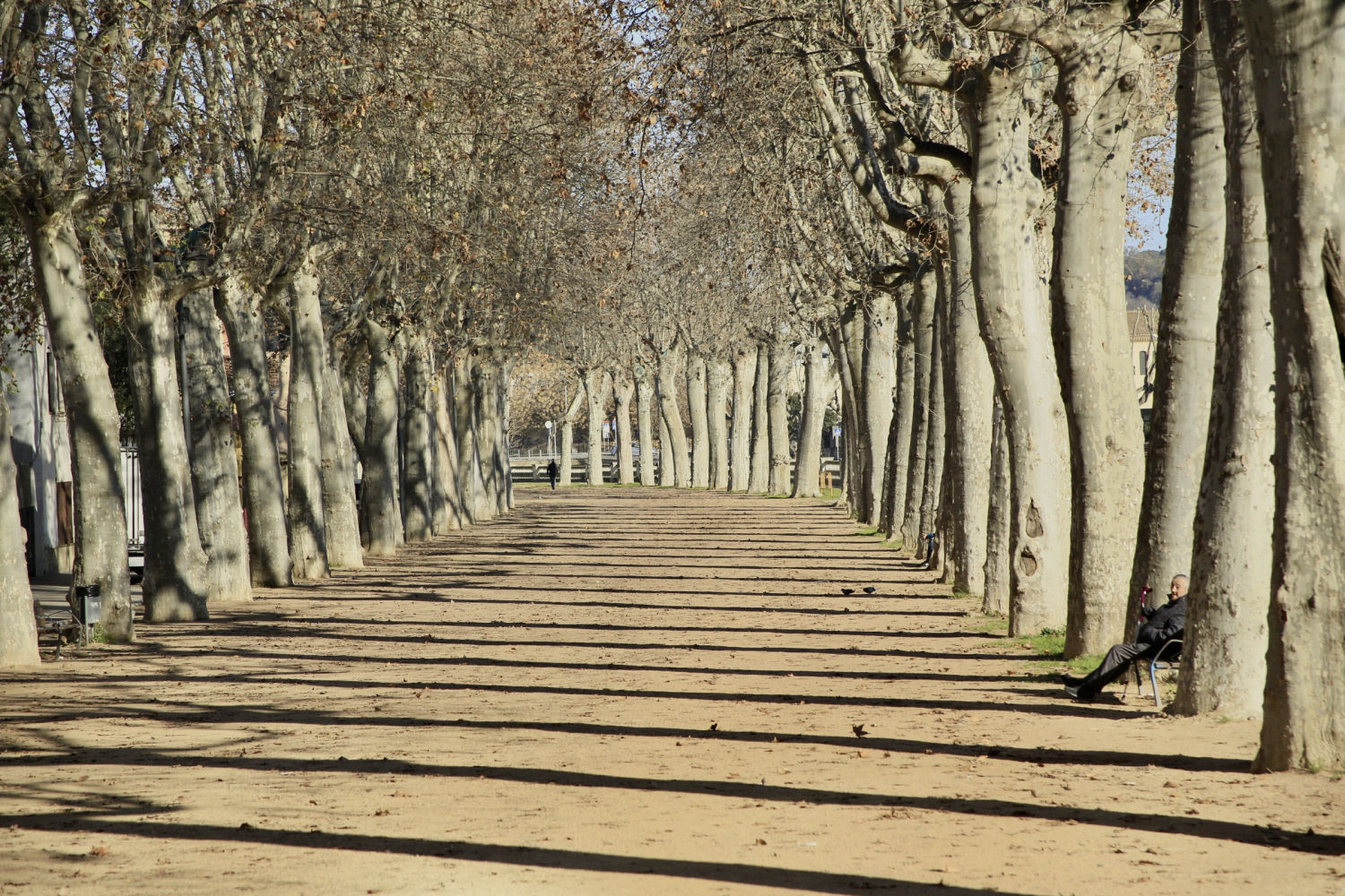 Paseo de árboles en la Bisbal d'Empordà.