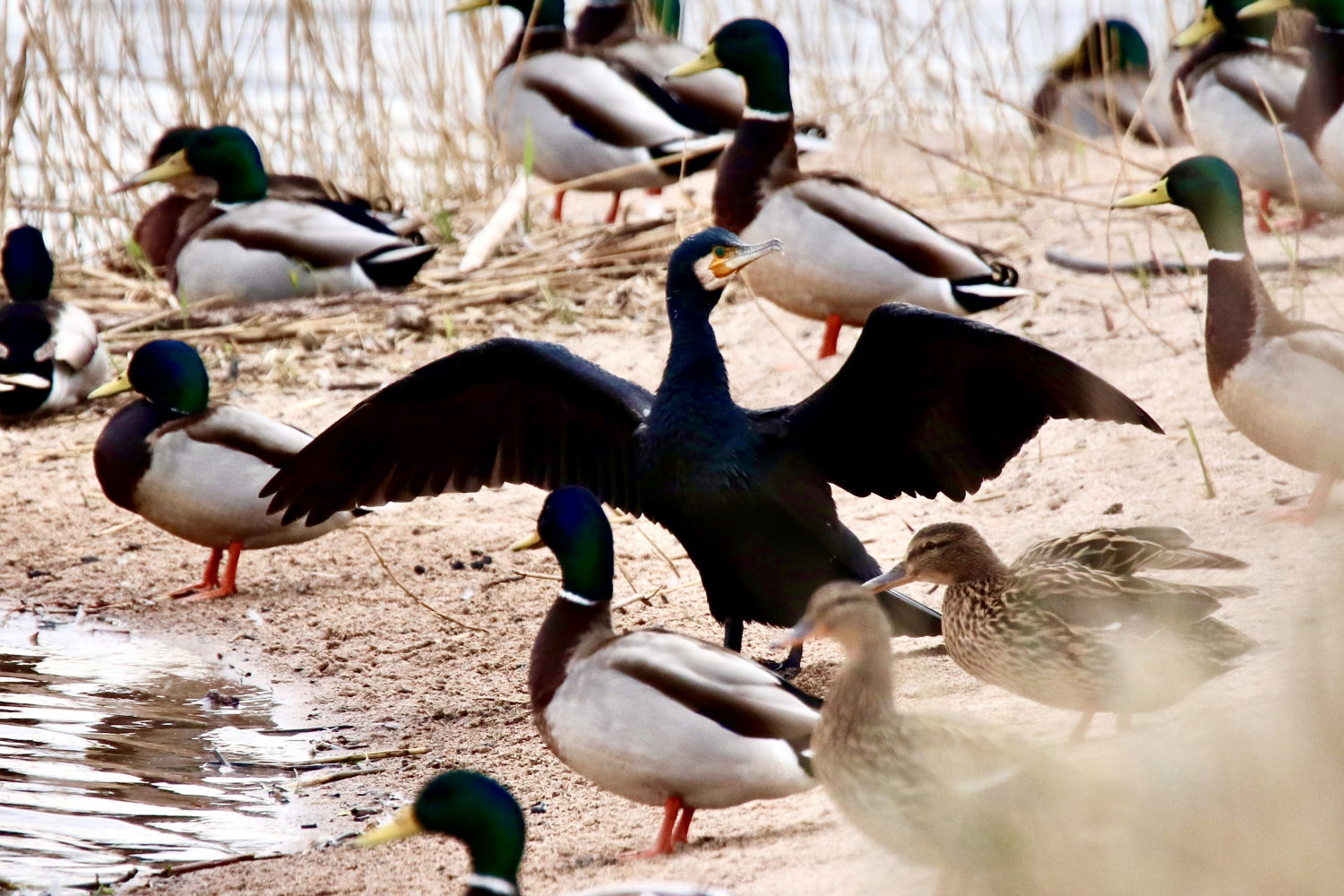 Secando las alas al sol en Les Basses d'en Coll.
