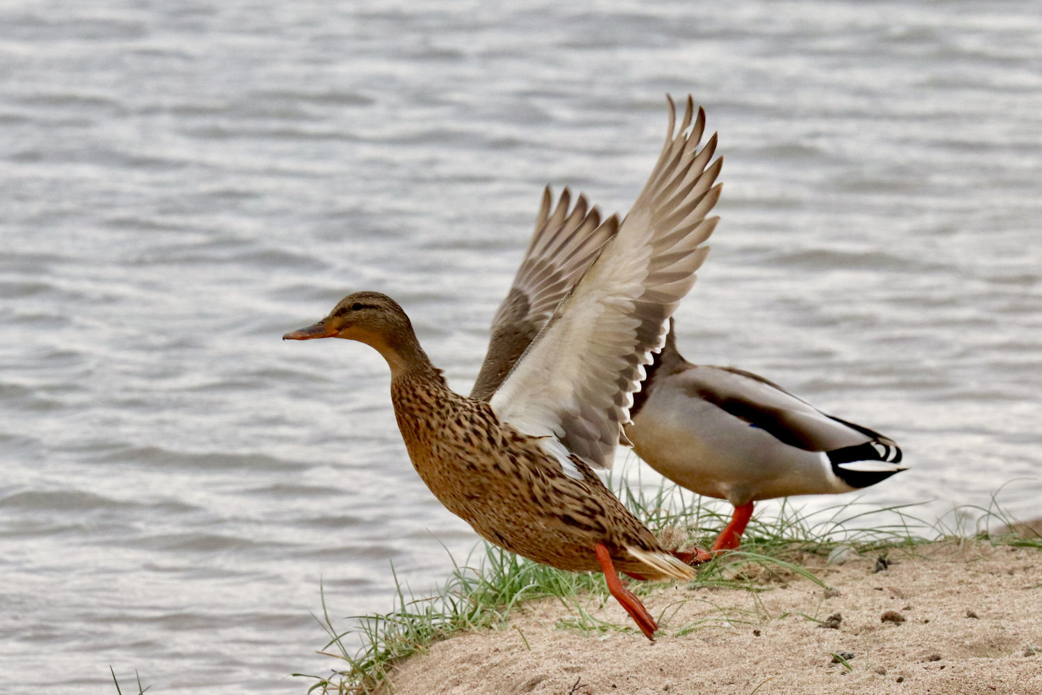 Pato emprendiendo el vuelo en Les Basses d'en Coll.