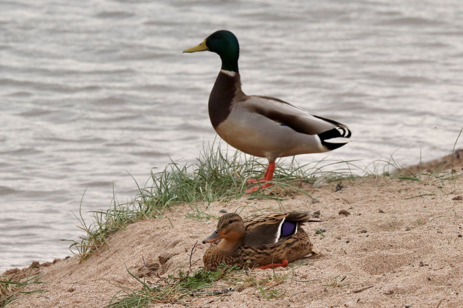 Pareja de patos en Les Basses d'en Coll.