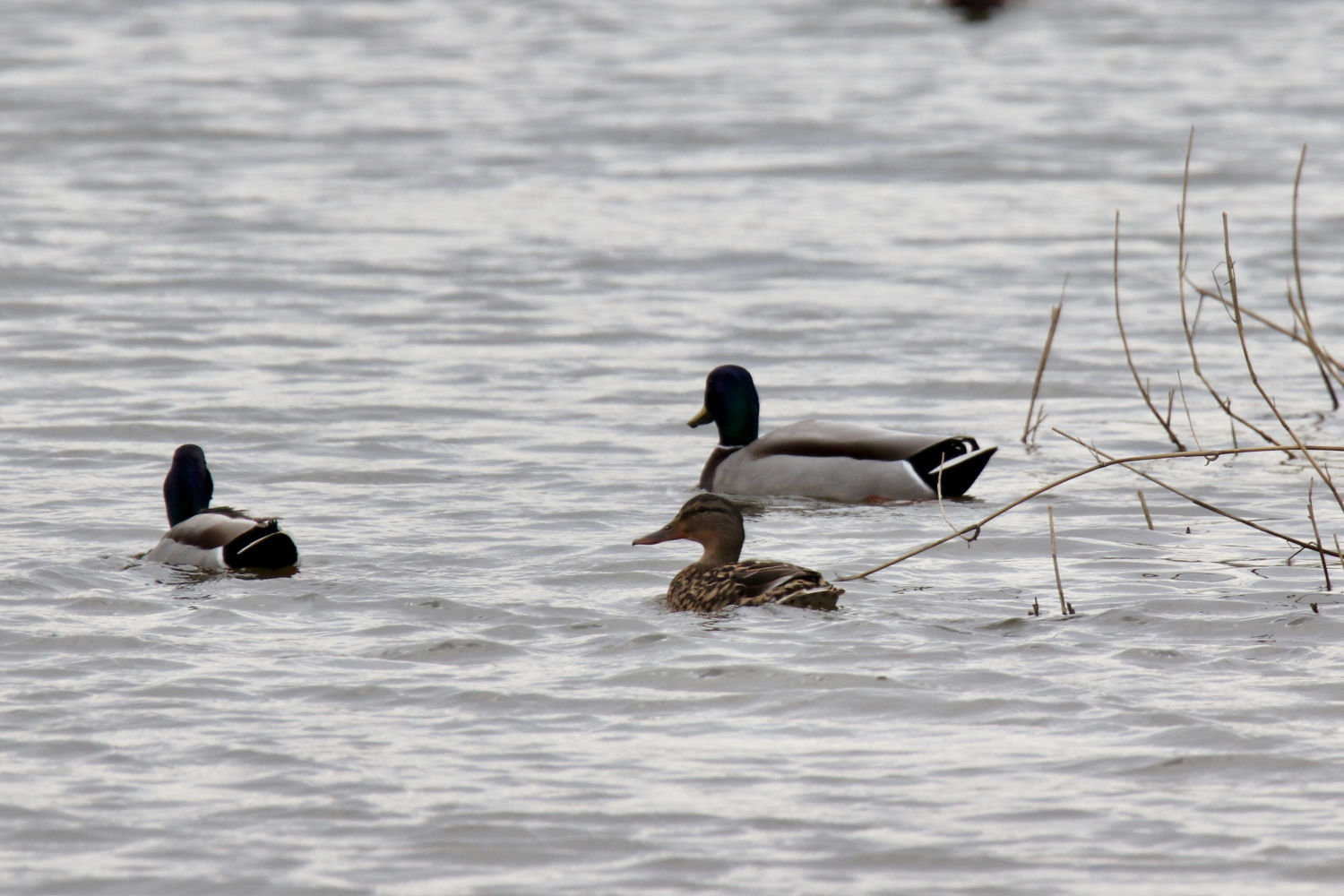 Patos en el agua de Les Basses d'en Coll.