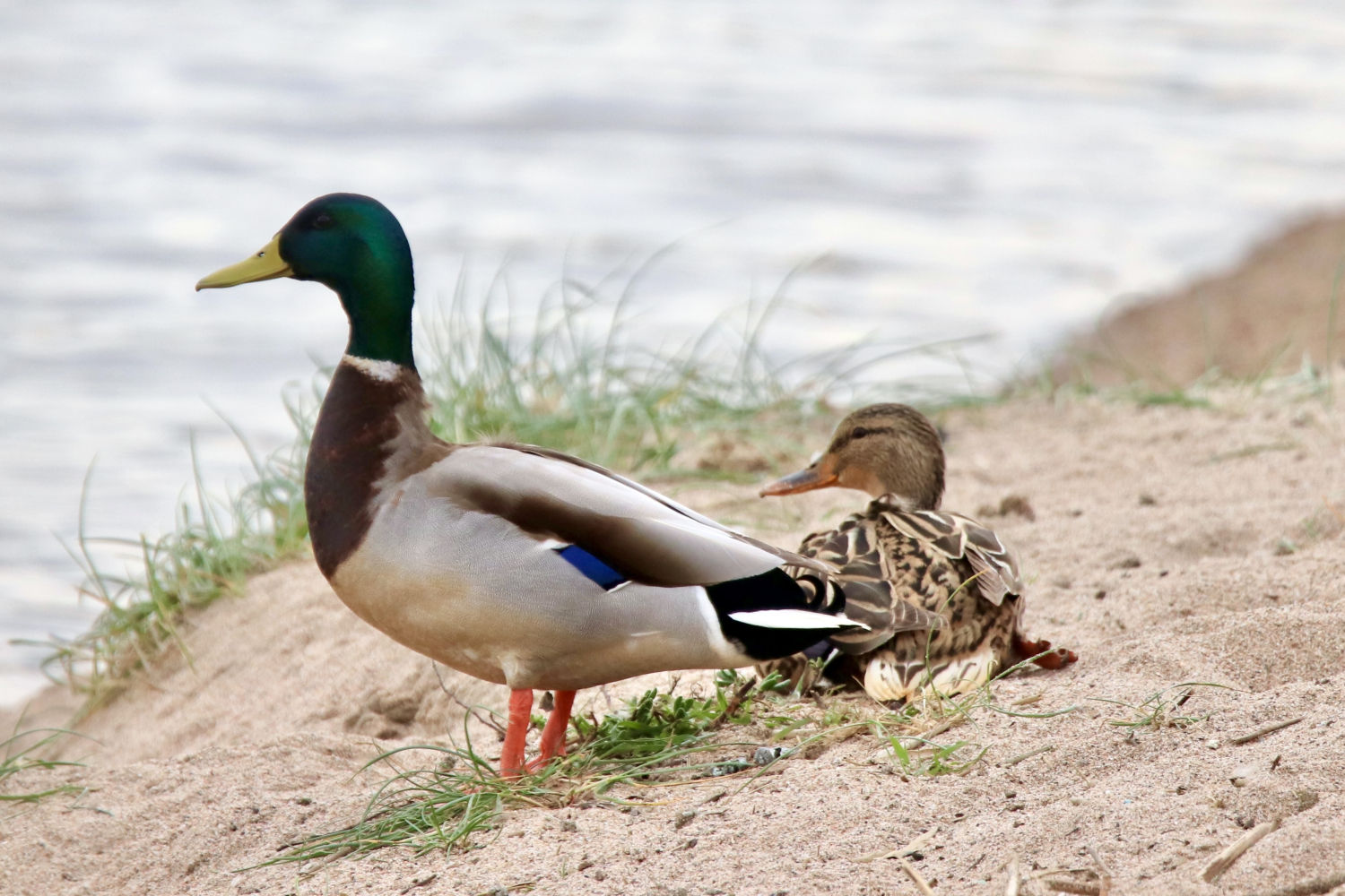 Pareja de ánades en Les Basses d'en Coll.