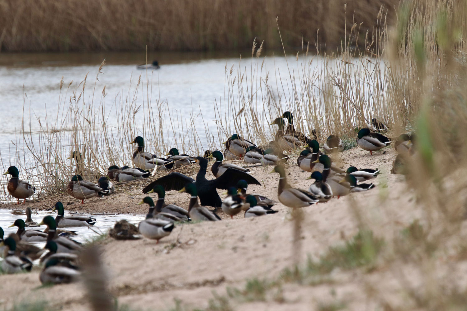 Concentración de aves a orillas del agua.