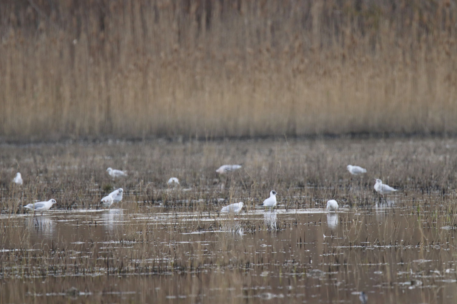Chapuzón en Les Basses d'en Coll.