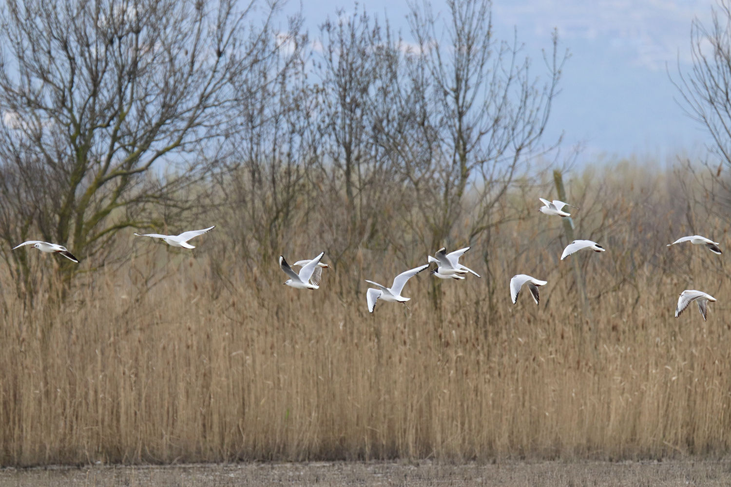 Observando las aves en Les Basses d'en Coll.