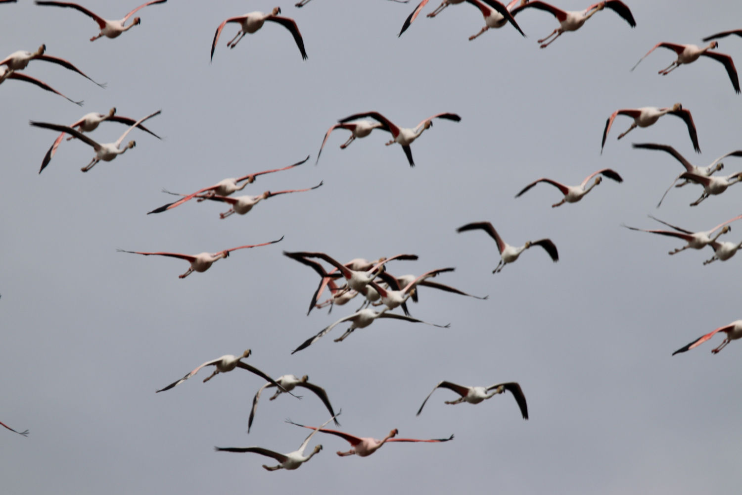 Bandada de aves sobre Les Basses d'en Coll.