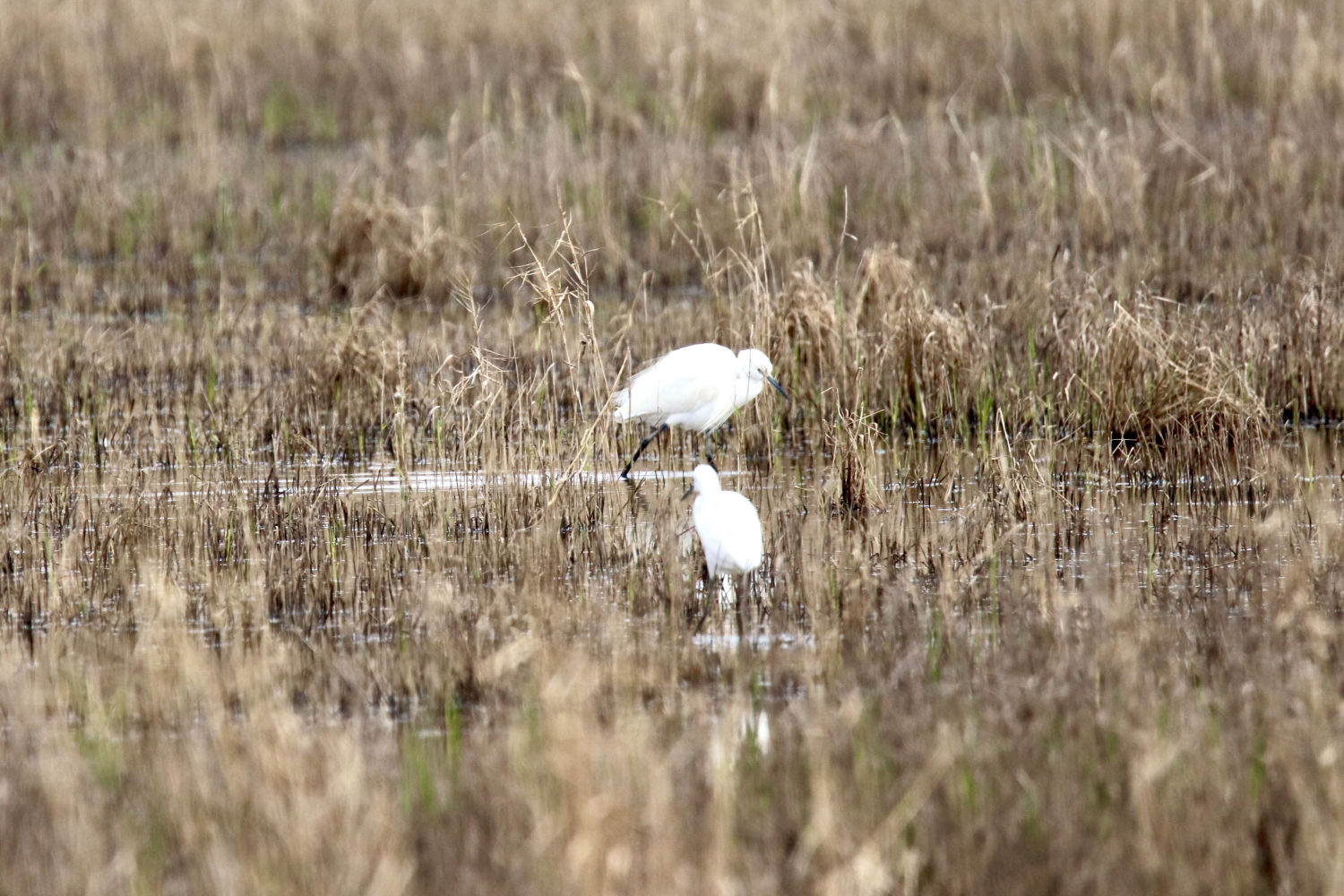 Chapoteando en los humedades de Les Basses d'en Coll.