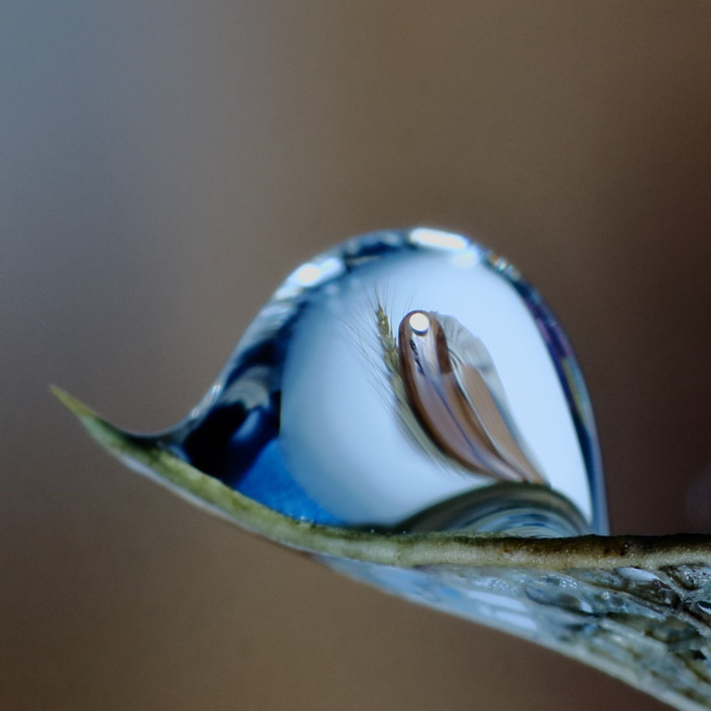 Reflejos en una gota.