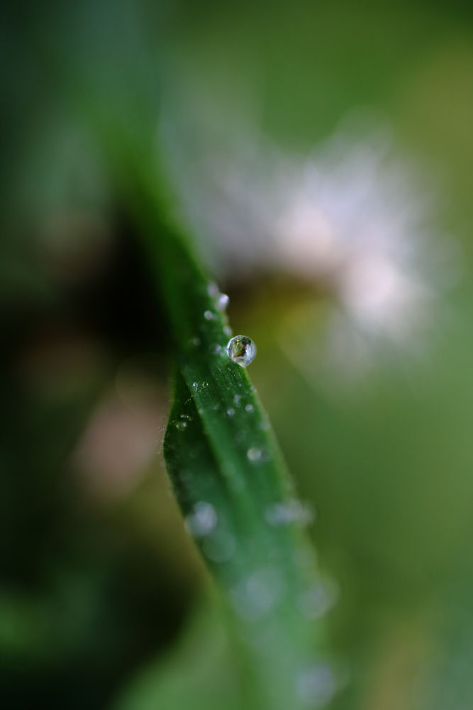 Gotas en el césped.