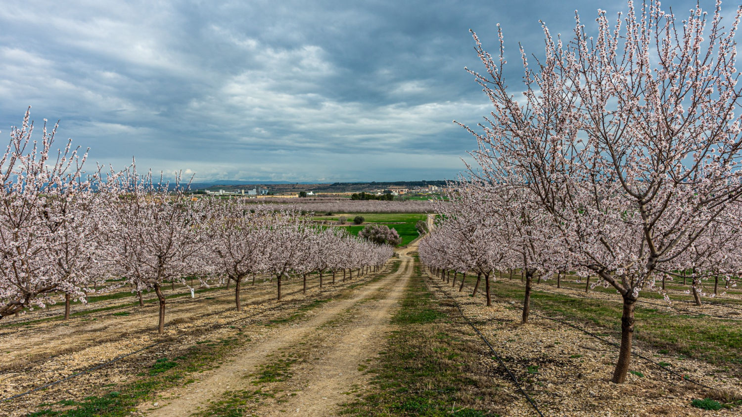 Paseo entre almendros en Tàrrega.