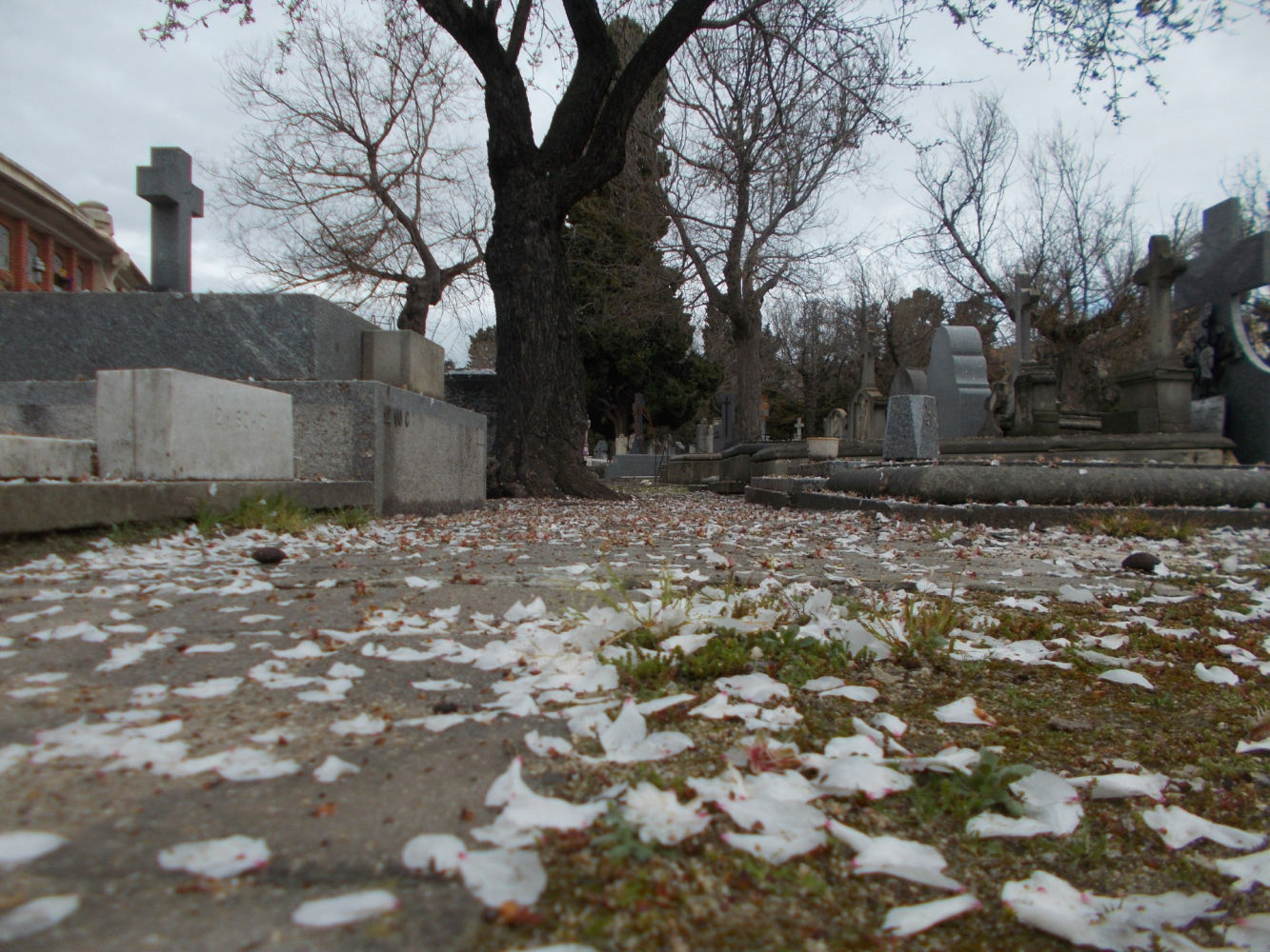 Alfombra de flores del almendro en la Almudena.