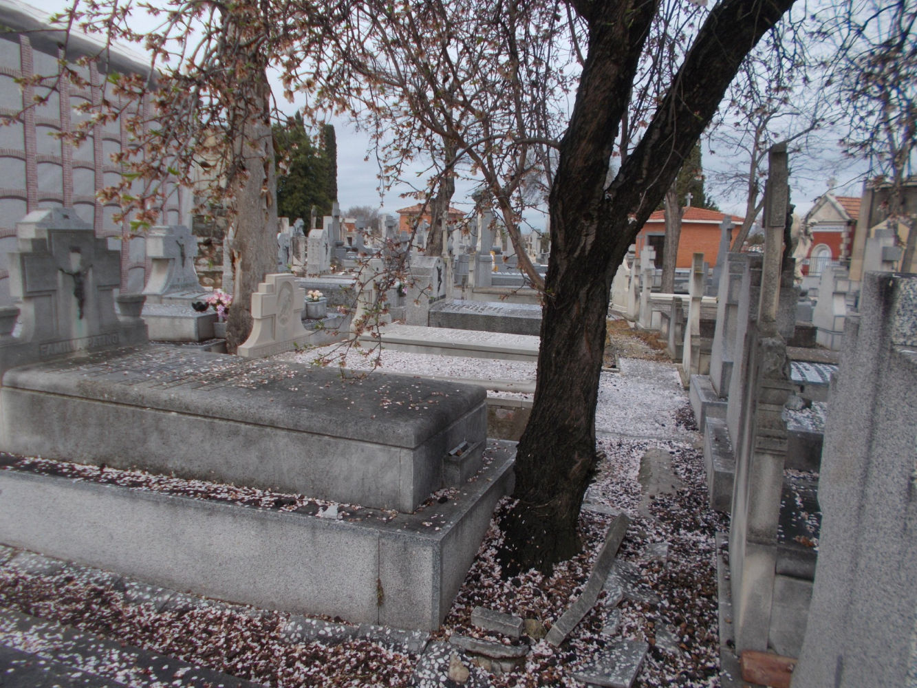 Flores del almendro en la Almudena.