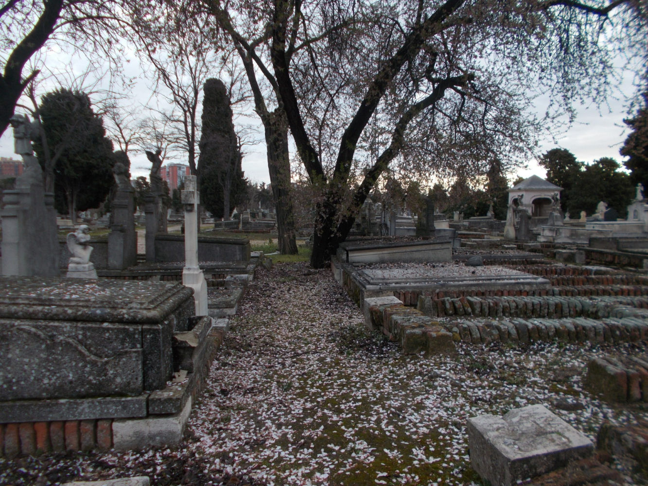 El efecto nieve de las flores del almendro en la Almudena.