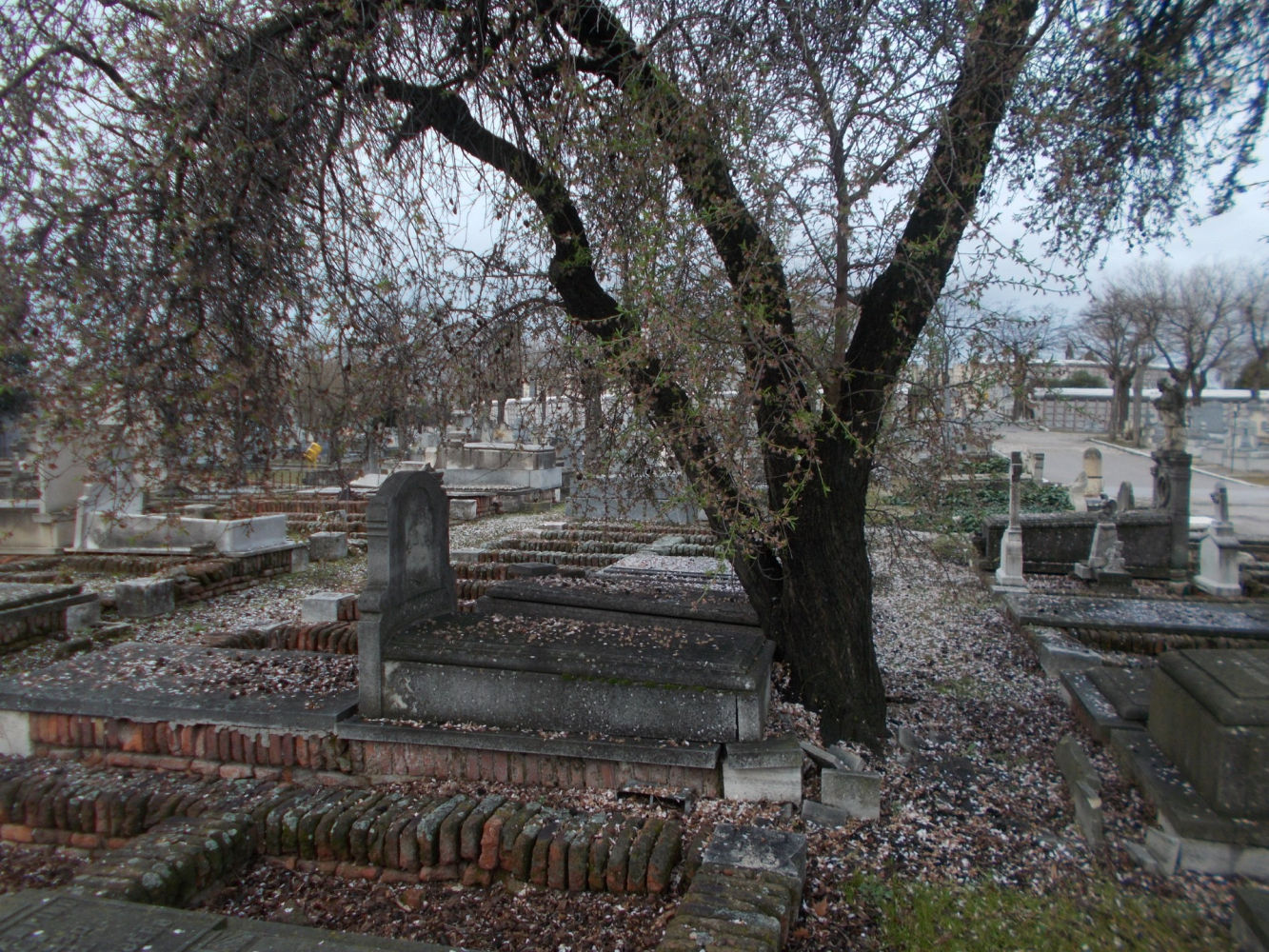 Pétalos de almendro entre las tumbas.