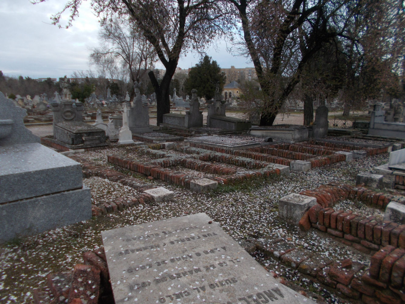 Detalle de las flores del almendro en el cementerio.