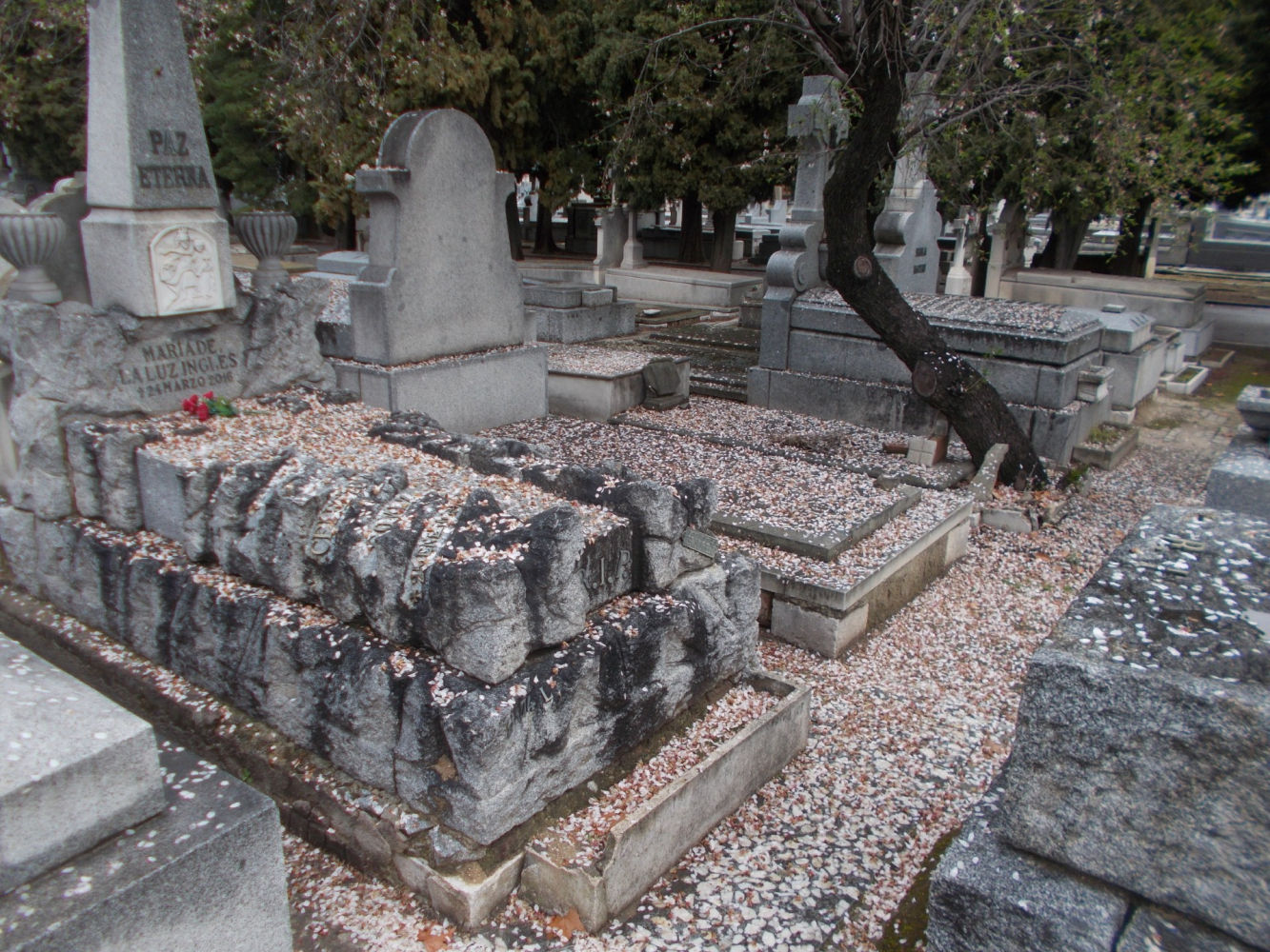 Lluvia de flores del almendro en la Almudena.
