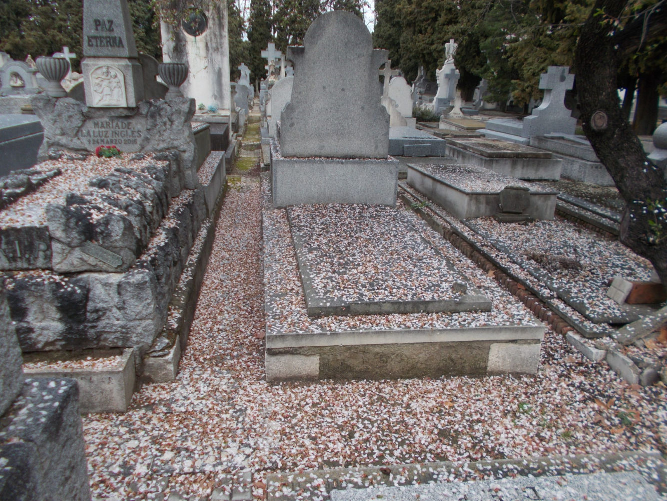 Flores del almendro en las tumbas de la Almudena.