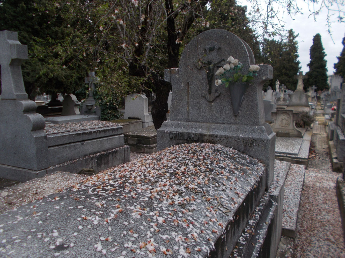 Detalle de las flores del almendro sobre una tumba.