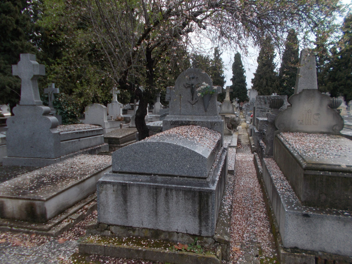 Flores del almendro entre las tumbas del cementerio.