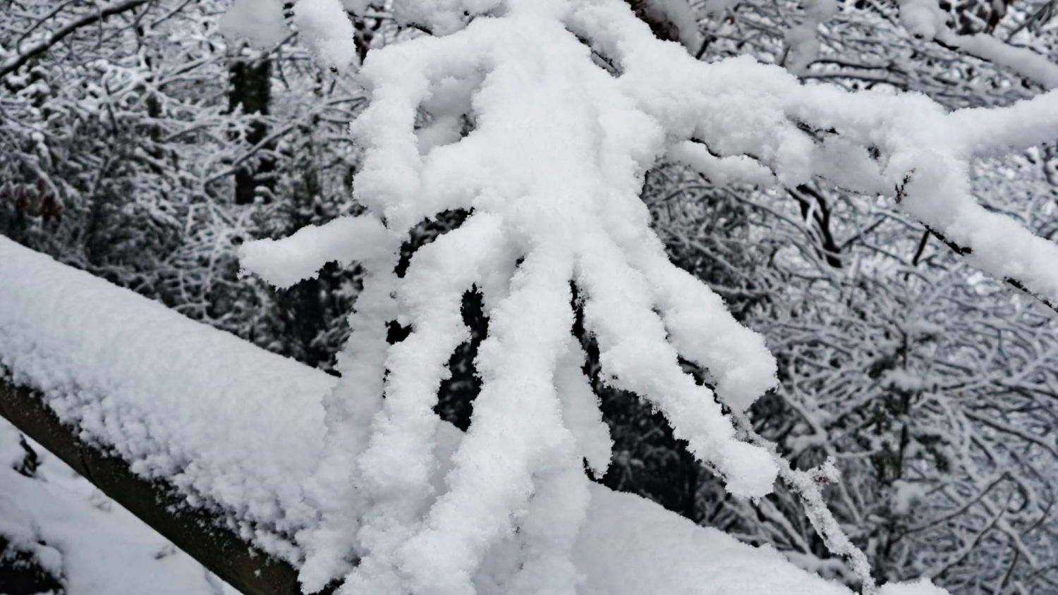 Nieve en la vegetación de Bellmunt.