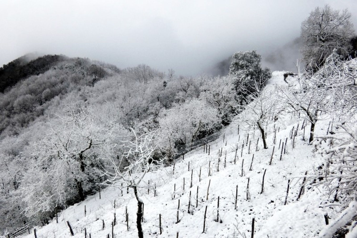 Paisaje blanco en Bellmunt.