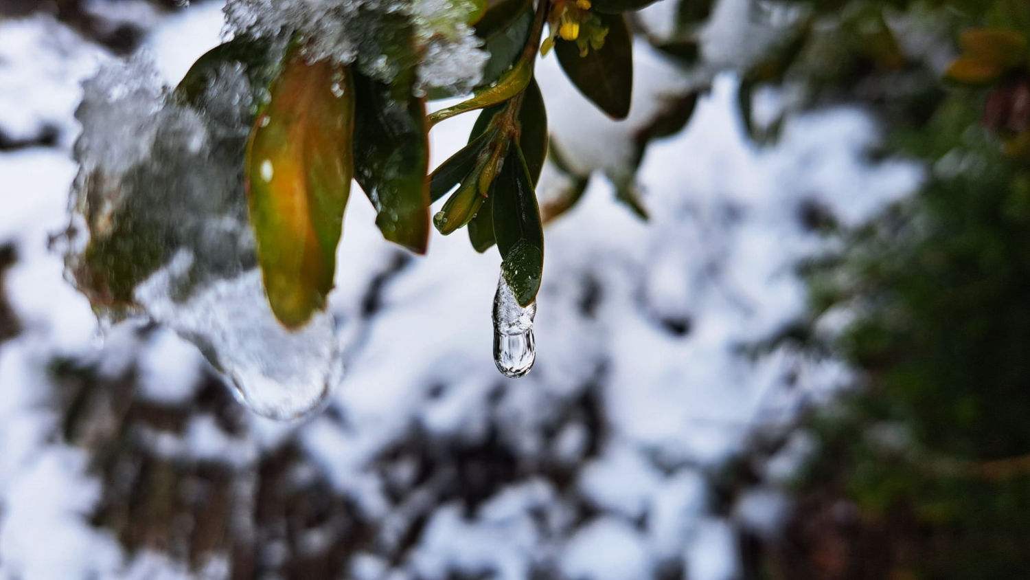 Detalle del hielo en Bellmunt.
