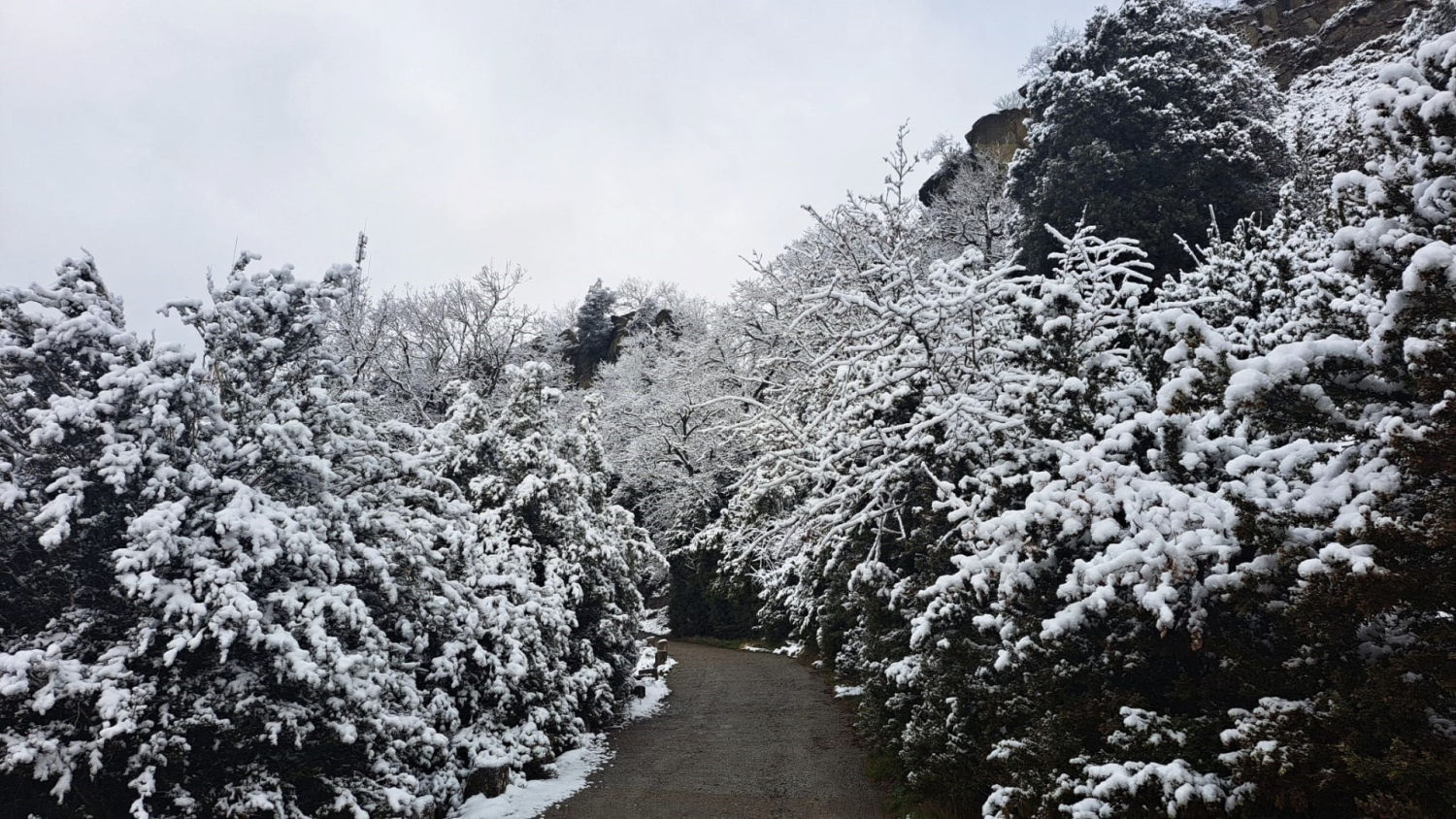 Polvo de nieve en Bellmunt.