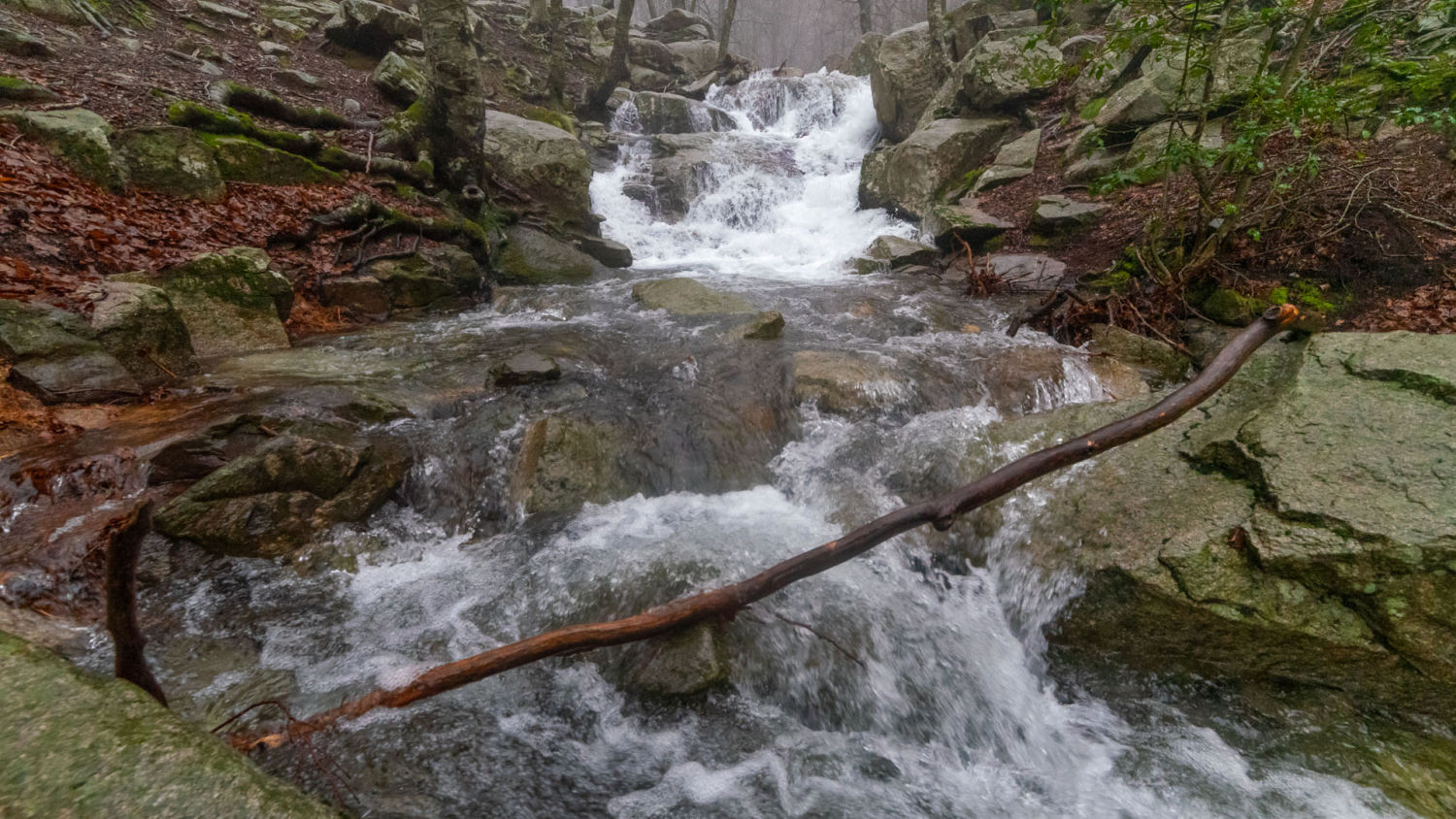 Tronco atravesado en la Riera de Santa Fe.