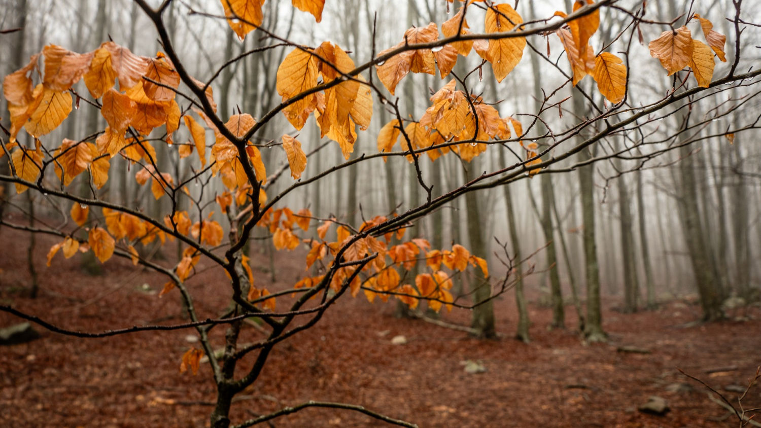 Hayedo de la Riera de Santa Fe.