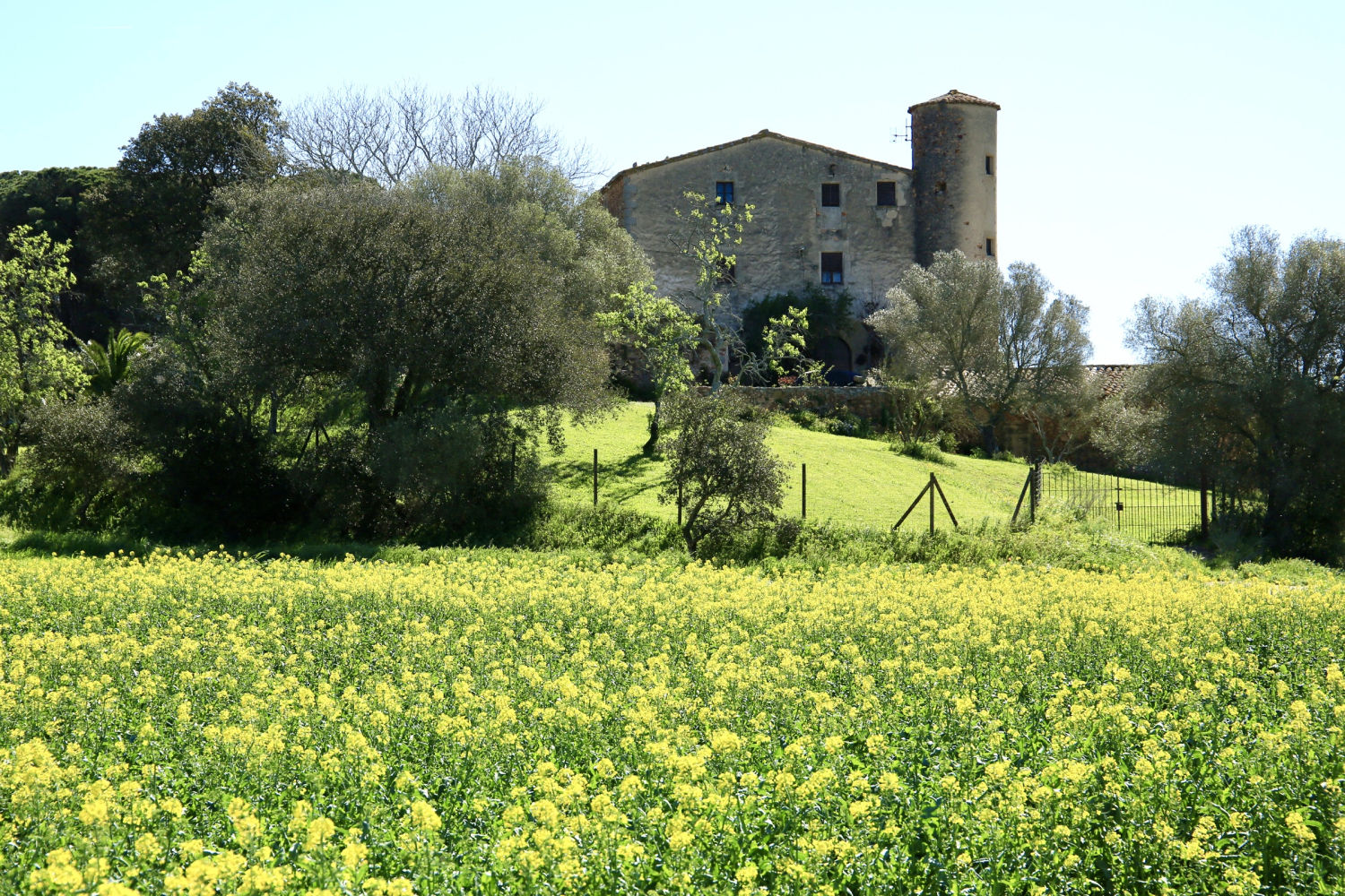 Campo de colza en Palafrugell.