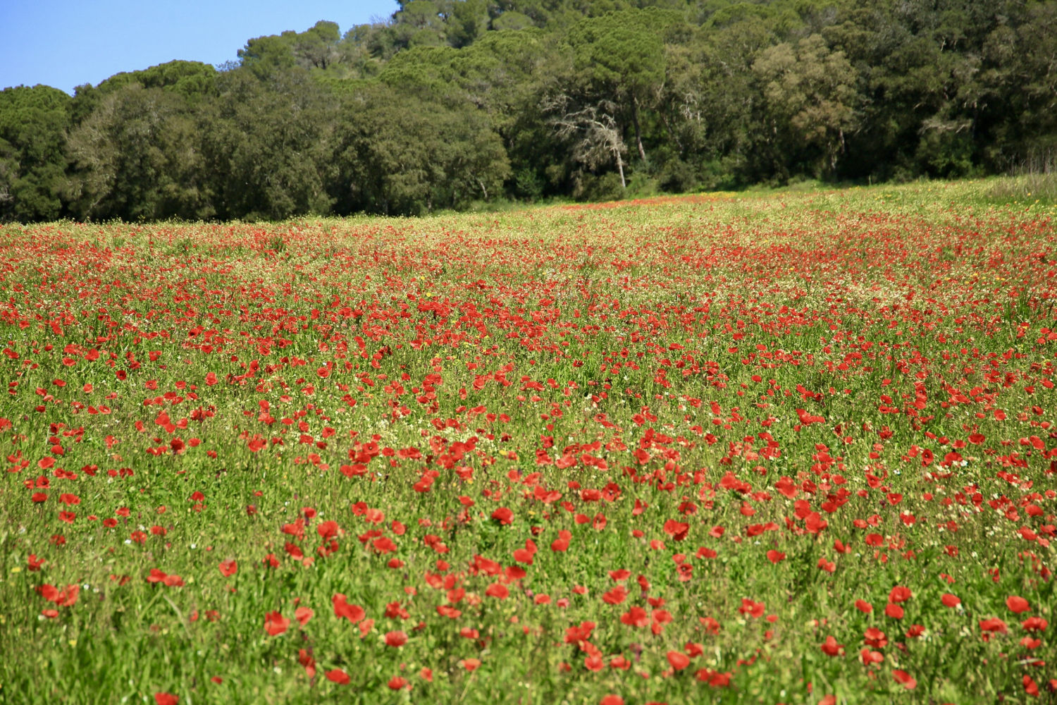 Amapolas proliferando en un campo de Mont-ras.