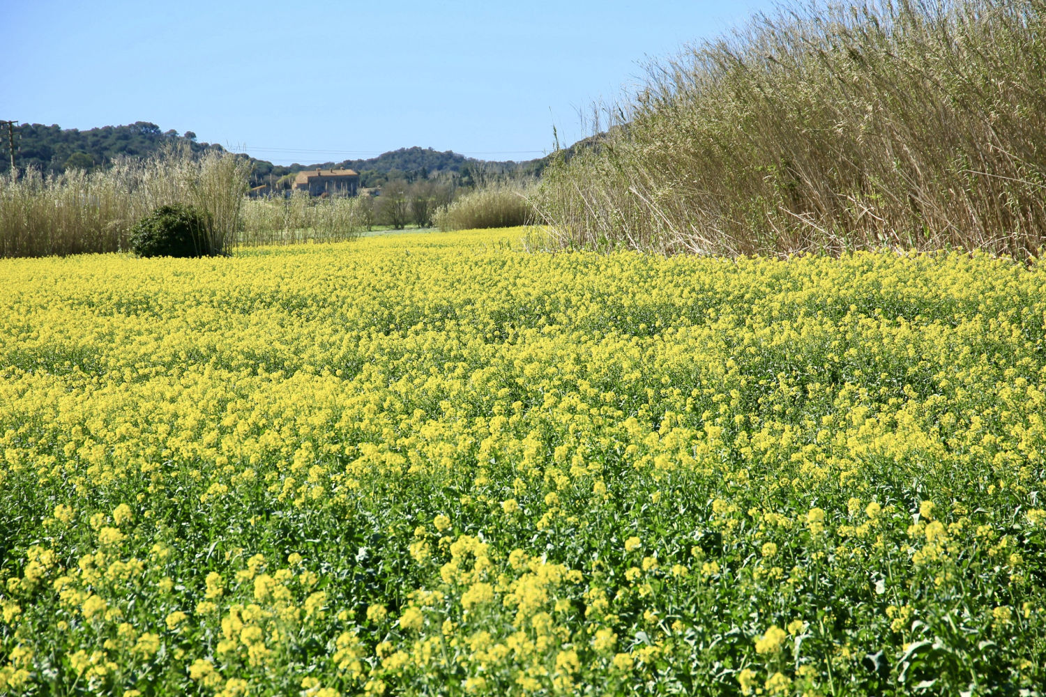 Colza luciendo en Palafrugell.