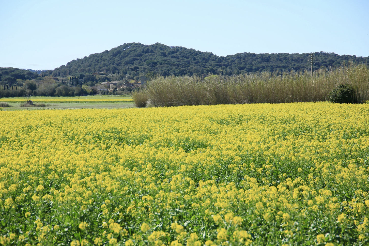 Paisaje amarillo de colza en Palafrugell.