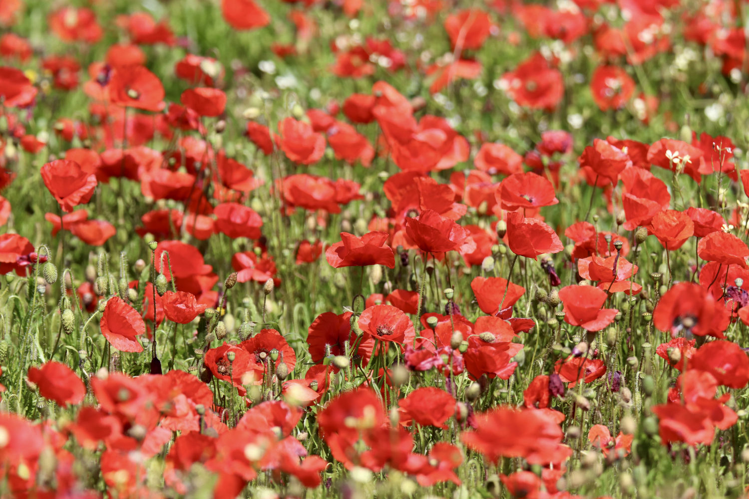 Amapolas en Mont-ras.