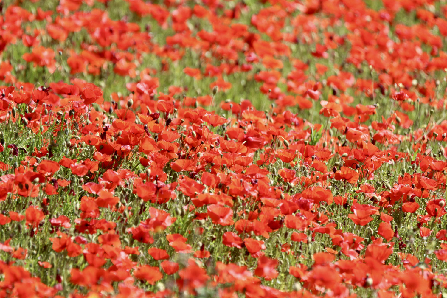 El rojo intenso de las amapolas de Mont-ras.