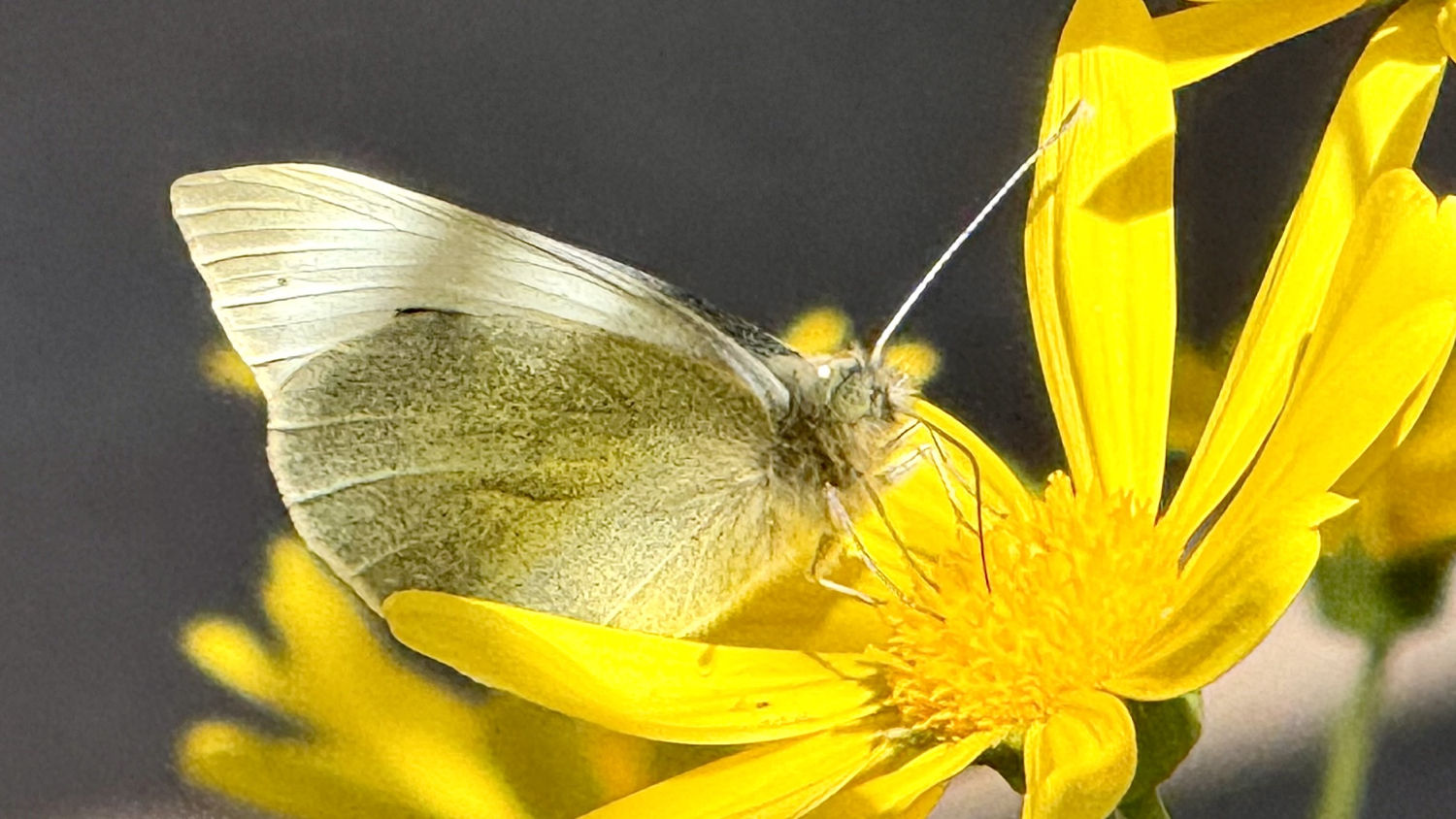Mariposa en la flor amarilla, en Palafrugell.