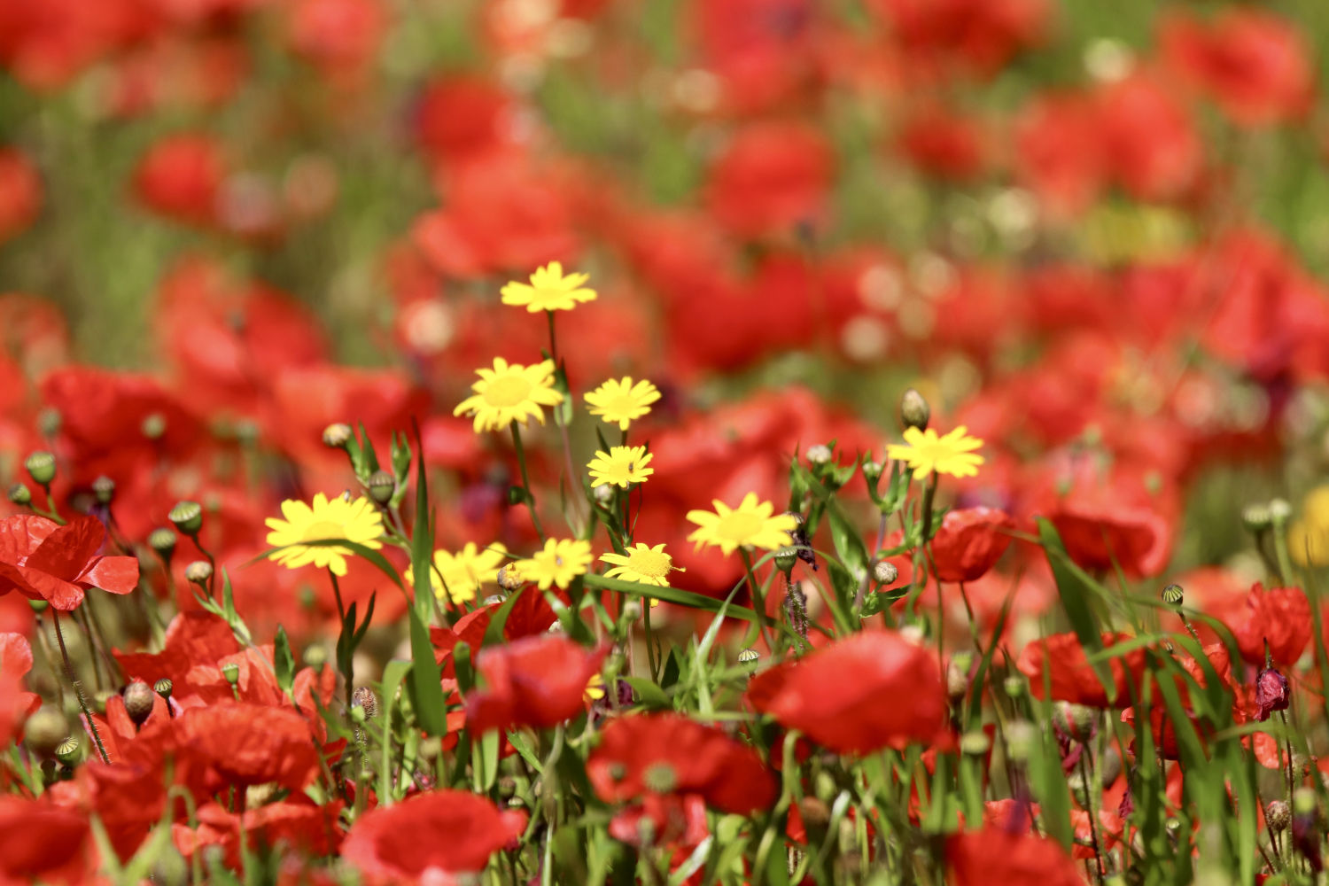 Roja y amarillo en Mont-ras.