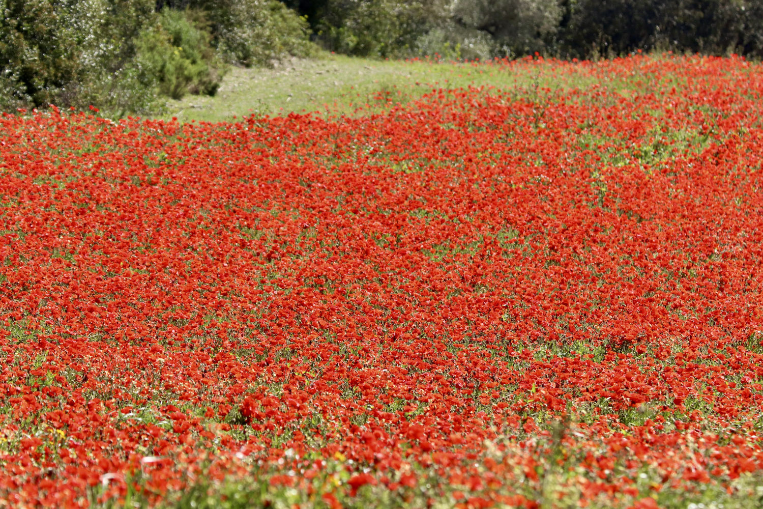 Campo de amapolas en Mont-ras.